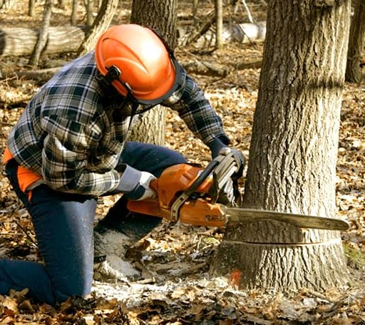 Tree Removal in Carpio, ND